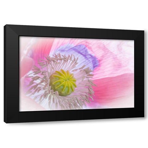 Poppy High Key I Black Modern Wood Framed Art Print by Mahan, Kathy