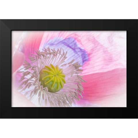 Poppy High Key I Black Modern Wood Framed Art Print by Mahan, Kathy