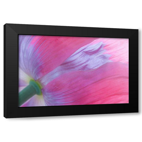 Pink Poppy I Black Modern Wood Framed Art Print by Mahan, Kathy