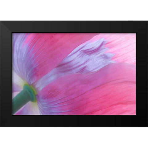 Pink Poppy I Black Modern Wood Framed Art Print by Mahan, Kathy