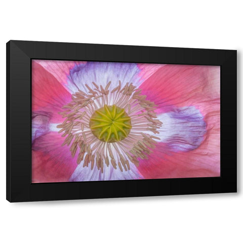 Pink Poppy II Black Modern Wood Framed Art Print by Mahan, Kathy