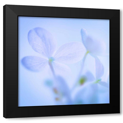 Hydrangea Blossoms I Black Modern Wood Framed Art Print by Mahan, Kathy