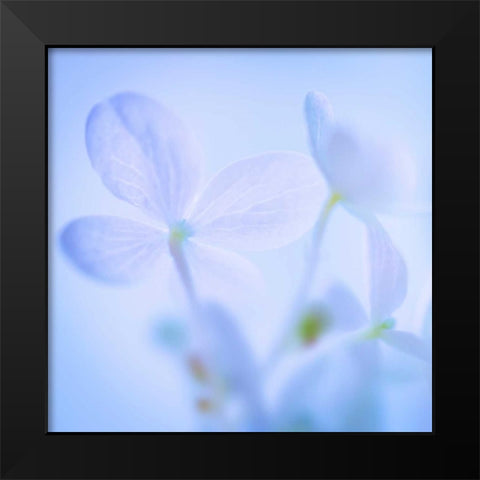 Hydrangea Blossoms I Black Modern Wood Framed Art Print by Mahan, Kathy