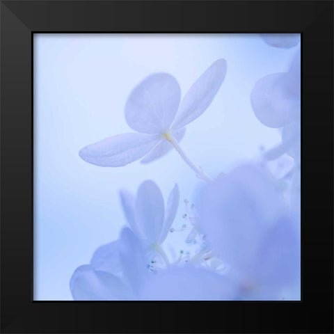 Hydrangea Blossom II Black Modern Wood Framed Art Print by Mahan, Kathy