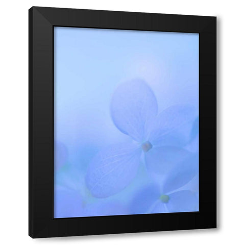 Hydrangea Paniculata I Black Modern Wood Framed Art Print with Double Matting by Mahan, Kathy