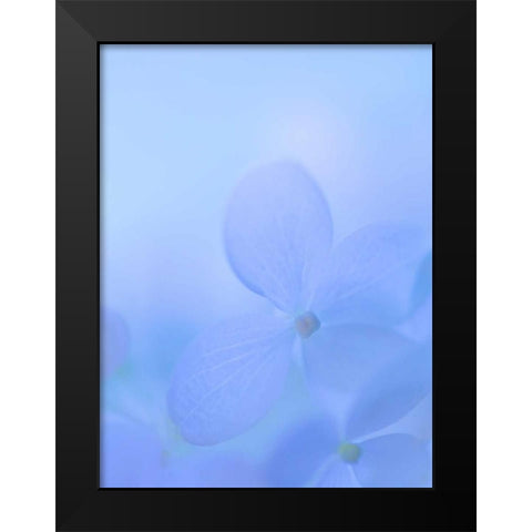 Hydrangea Paniculata I Black Modern Wood Framed Art Print by Mahan, Kathy
