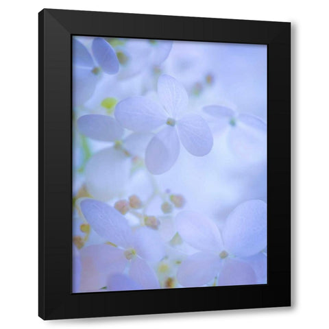 Hydrangea Paniculata II Black Modern Wood Framed Art Print with Double Matting by Mahan, Kathy