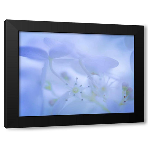 Lime Light Hydrangea I Black Modern Wood Framed Art Print with Double Matting by Mahan, Kathy