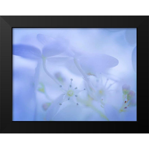 Lime Light Hydrangea I Black Modern Wood Framed Art Print by Mahan, Kathy