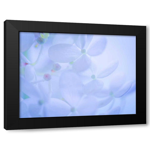 Lime Light Hydrangea II Black Modern Wood Framed Art Print with Double Matting by Mahan, Kathy