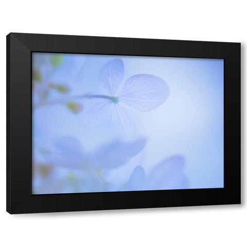Lime Light Hydrangea III Black Modern Wood Framed Art Print with Double Matting by Mahan, Kathy