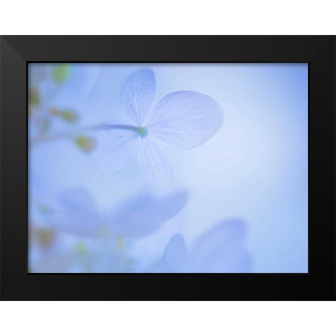 Lime Light Hydrangea III Black Modern Wood Framed Art Print by Mahan, Kathy