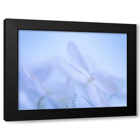 Lime Light Hydrangea IV Black Modern Wood Framed Art Print by Mahan, Kathy