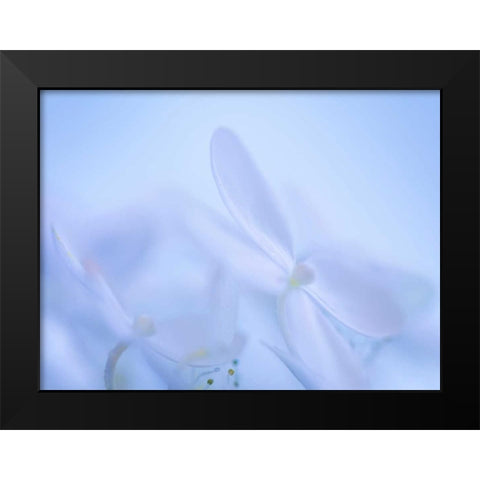 Lime Light Hydrangea IV Black Modern Wood Framed Art Print by Mahan, Kathy