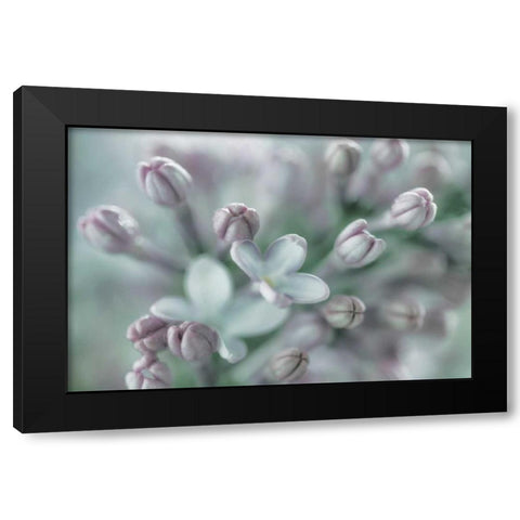 Lilac Blossom I Black Modern Wood Framed Art Print with Double Matting by Mahan, Kathy