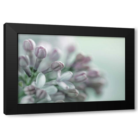 Lilac Blossom II Black Modern Wood Framed Art Print with Double Matting by Mahan, Kathy