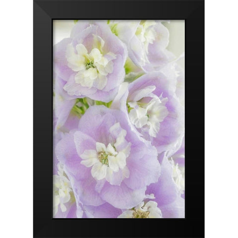 Delphinium Blossoms I Black Modern Wood Framed Art Print by Mahan, Kathy