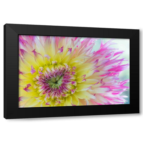 Dahlia Close Up IV Black Modern Wood Framed Art Print with Double Matting by Mahan, Kathy