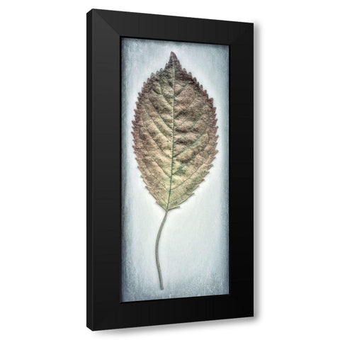 Cherry Leaf II Black Modern Wood Framed Art Print with Double Matting by Mahan, Kathy