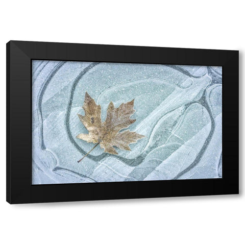 Frosty Leaf on Ice I Black Modern Wood Framed Art Print by Mahan, Kathy