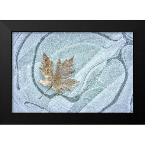 Frosty Leaf on Ice I Black Modern Wood Framed Art Print by Mahan, Kathy