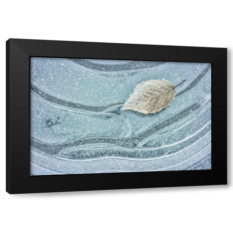 Frosty Leaf on Ice II Black Modern Wood Framed Art Print with Double Matting by Mahan, Kathy