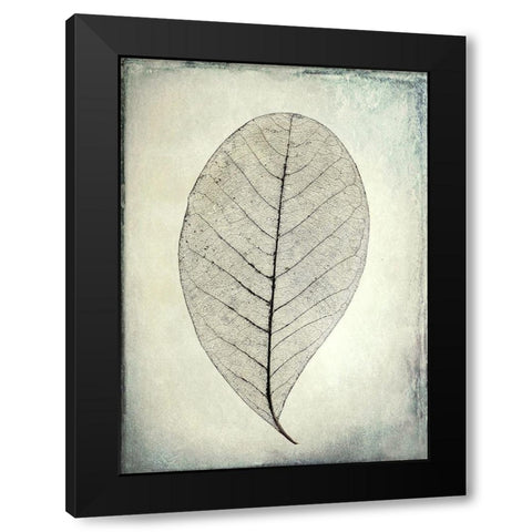 Skeletonized leaf Black Modern Wood Framed Art Print by Mahan, Kathy