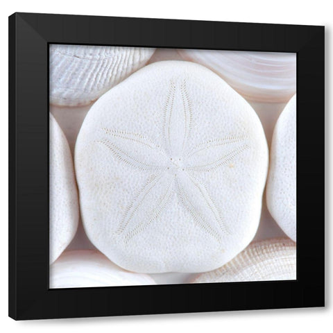 Seashells I Black Modern Wood Framed Art Print by Mahan, Kathy