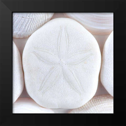 Seashells I Black Modern Wood Framed Art Print by Mahan, Kathy