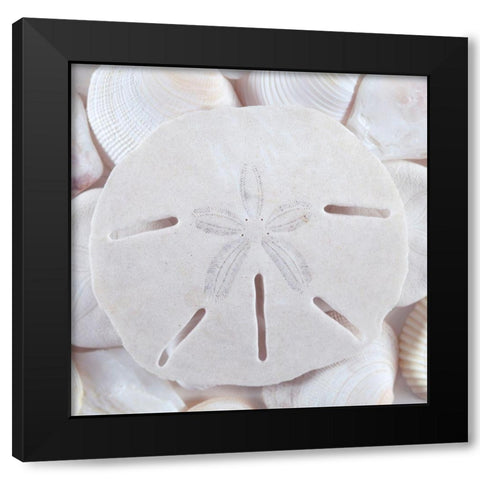 Seashells II Black Modern Wood Framed Art Print with Double Matting by Mahan, Kathy