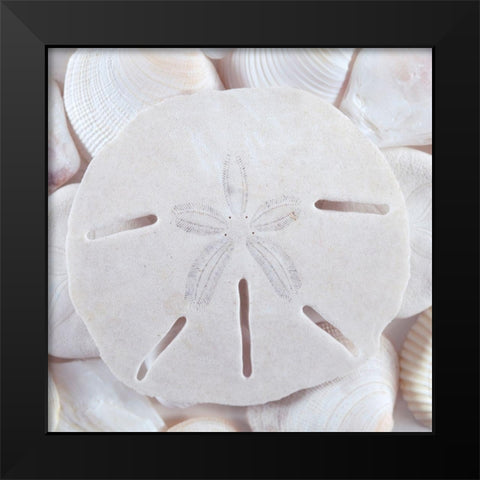 Seashells II Black Modern Wood Framed Art Print by Mahan, Kathy