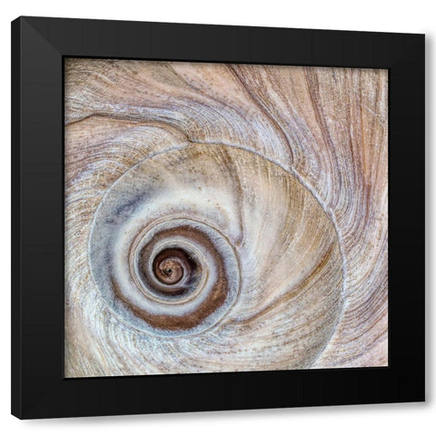 Moon Snail Shell Black Modern Wood Framed Art Print by Mahan, Kathy