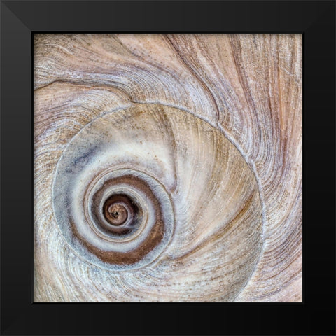 Moon Snail Shell Black Modern Wood Framed Art Print by Mahan, Kathy