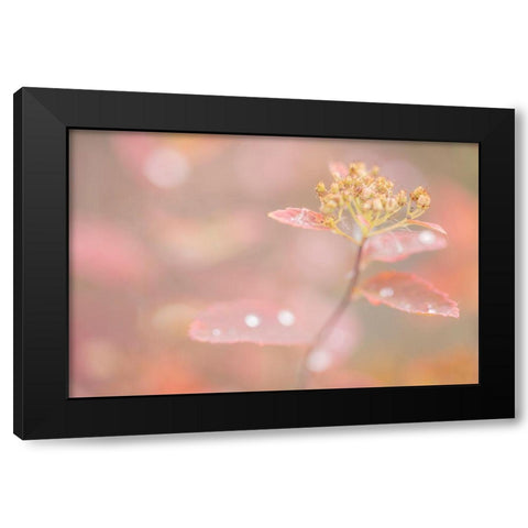 Arctic Fall Colors Black Modern Wood Framed Art Print with Double Matting by Mahan, Kathy