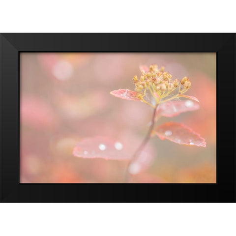 Arctic Fall Colors Black Modern Wood Framed Art Print by Mahan, Kathy