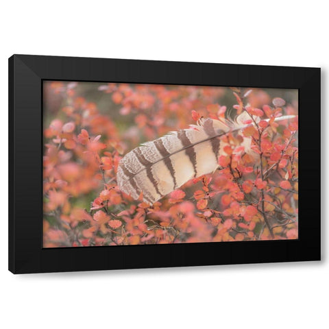 Owl Feather Black Modern Wood Framed Art Print by Mahan, Kathy