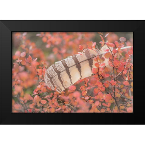 Owl Feather Black Modern Wood Framed Art Print by Mahan, Kathy