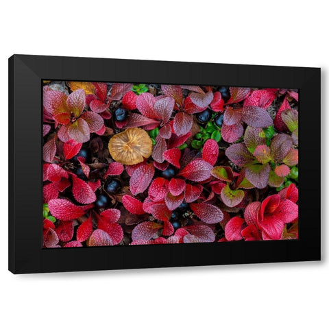 Alpine Bearberry I Black Modern Wood Framed Art Print by Mahan, Kathy