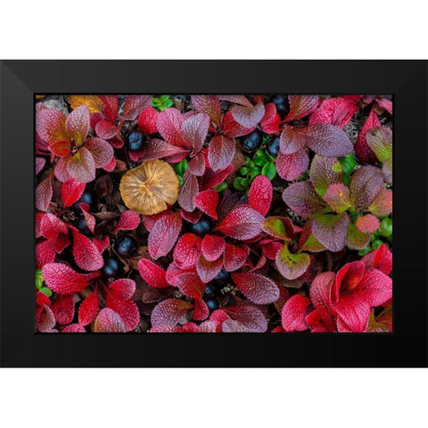 Alpine Bearberry I Black Modern Wood Framed Art Print by Mahan, Kathy