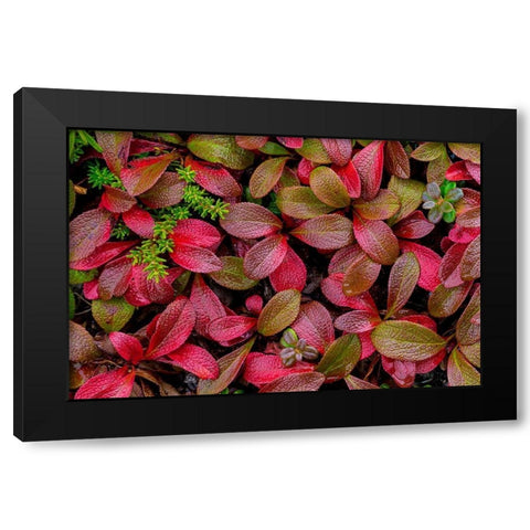 Alpine Bearberry II Black Modern Wood Framed Art Print with Double Matting by Mahan, Kathy