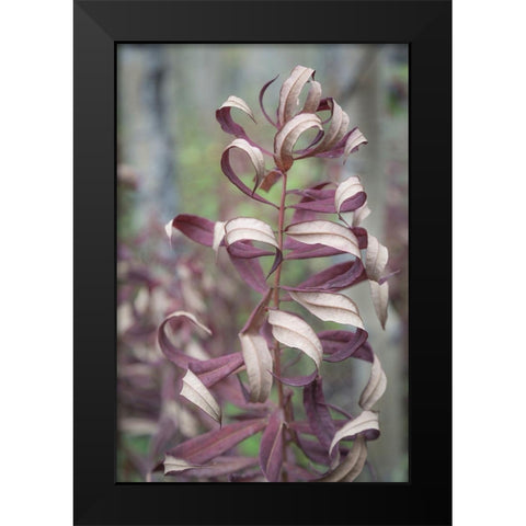 Fireweed in Fall I Black Modern Wood Framed Art Print by Mahan, Kathy