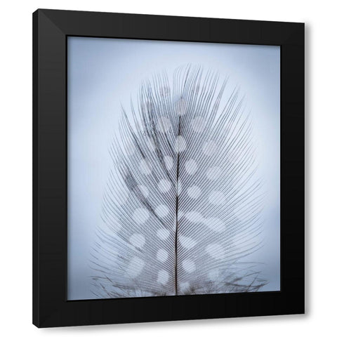 Feather Study I Black Modern Wood Framed Art Print by Mahan, Kathy