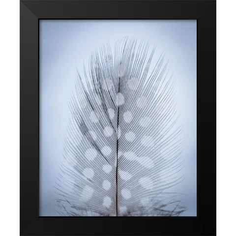 Feather Study I Black Modern Wood Framed Art Print by Mahan, Kathy