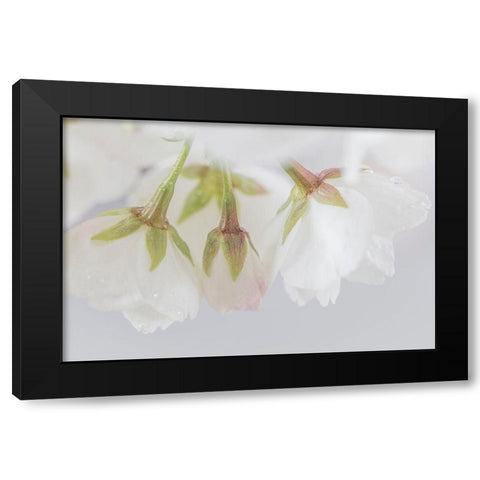 White Cherry Blossoms III Black Modern Wood Framed Art Print by Mahan, Kathy