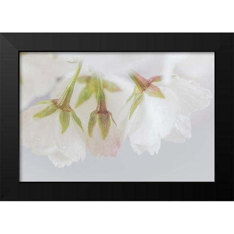 White Cherry Blossoms III Black Modern Wood Framed Art Print by Mahan, Kathy