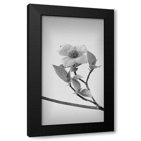 Pacific Dogwood Blossoms II Black Modern Wood Framed Art Print with Double Matting by Mahan, Kathy