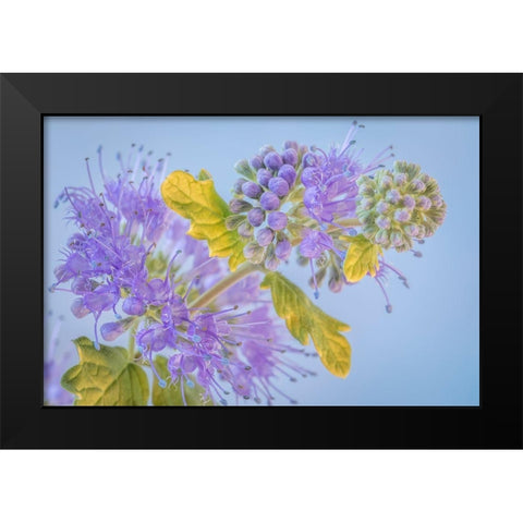 Caryopteris III Black Modern Wood Framed Art Print by Mahan, Kathy