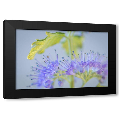 Caryopteris IV Black Modern Wood Framed Art Print by Mahan, Kathy