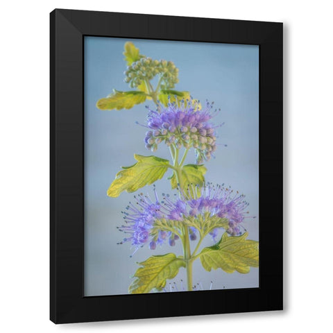Caryopteris VI Black Modern Wood Framed Art Print by Mahan, Kathy