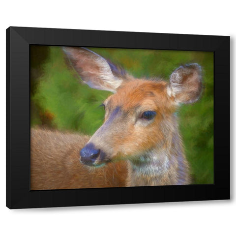 Blacktail Deer II Black Modern Wood Framed Art Print by Mahan, Kathy